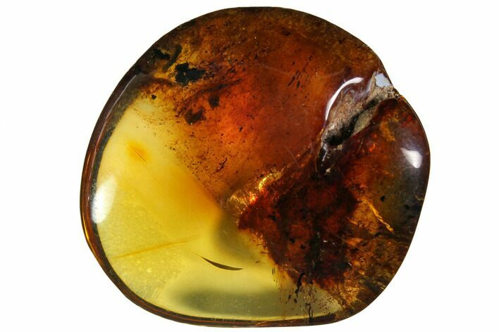Polished Chiapas Amber ( g) - Mexico #114703